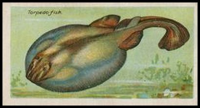 Torpedo fish
